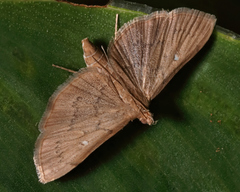 Geshna cannalis