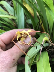 Orchidaceae