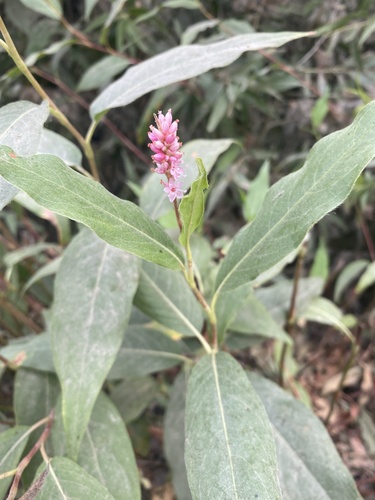 iNaturalist observation photo of water smartweed