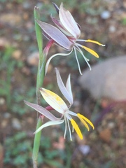 Hesperantha radiata