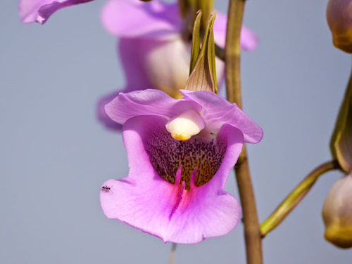 Eulophia cucullata image