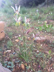 Hesperantha radiata