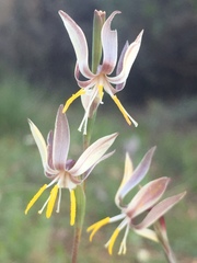 Hesperantha radiata