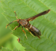 Vitacea scepsiformis