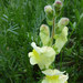Antirrhinum latifolium - Photo (c) Marc Blanc, μερικά δικαιώματα διατηρούνται (CC BY-NC-SA)