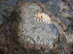 Chiton