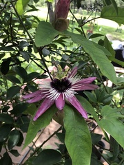 Passiflora × violacea