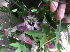 Passiflora × violacea