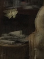 Ourapteryx sambucaria