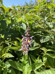 Stachys latidens