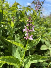 Stachys latidens