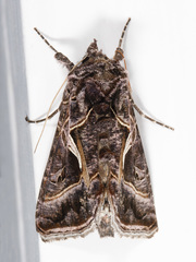 Autographa flagellum