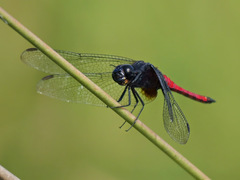Hadrothemis defecta