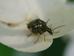 Chrysanthia geniculata