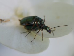 Chrysanthia geniculata