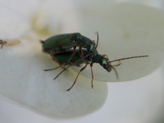 Chrysanthia geniculata