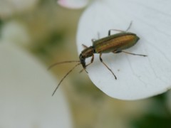 Chrysanthia geniculata