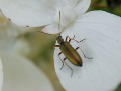 Chrysanthia geniculata