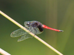 Hadrothemis defecta