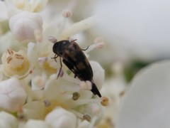 Variimorda villosa