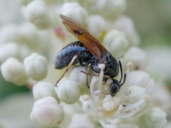 Argidae