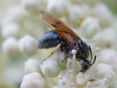 Argidae