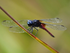 Hadrothemis defecta