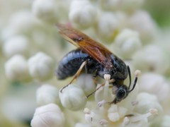 Argidae