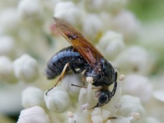 Argidae