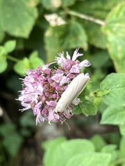 Eilema lurideola