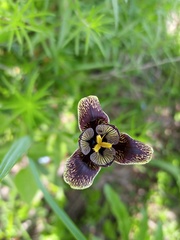 Tigridia vanhouttei