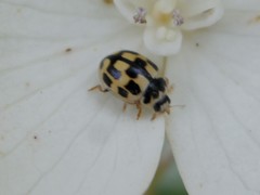 Propylea quatuordecimpunctata