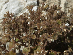 Phacelia rotundifolia