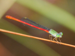 Ceriagrion corallinum