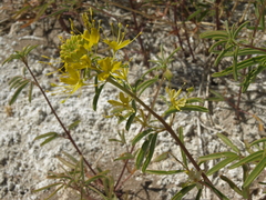 Cleomella plocasperma