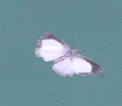 Spalgis lemolea lemolea