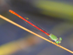 Ceriagrion corallinum