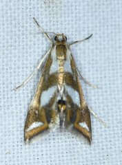Chrysendeton imitabilis