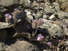 Phacelia vallis-mortae