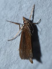 Carectocultus perstrialis