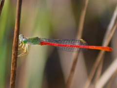 Ceriagrion corallinum