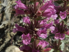 Penstemon monoensis