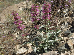 Penstemon monoensis