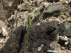 Bromus berteroanus