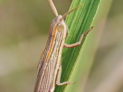 Hemiacridinae