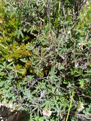 Lupinus costaricensis