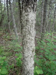 Fraxinus nigra image