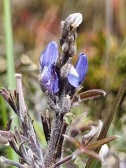 Lupinus costaricensis