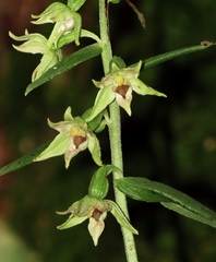 Epipactis leptochila