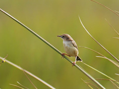 Cisticola cinnamomeus